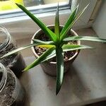 Aloe striatula ᱥᱟᱠᱟᱢ