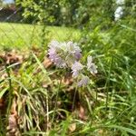 Allium massaessylum Fula
