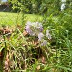 Allium massaessylum Blomma