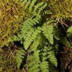 Woodsia ilvensis Elinympäristö