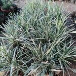 Liriope spicata Hostoa