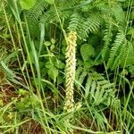 Umbilicus rupestris Flower