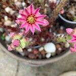 Sempervivum arachnoideumFlower