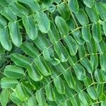 Caesalpinia bonduc Blad