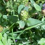 Prunella vulgaris Blad