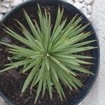 Agave stricta ഇല