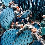 Opuntia aciculata Ліст