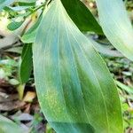 Acacia mangium Ліст