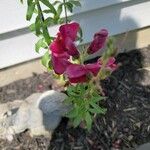 Antirrhinum majusFlower