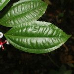 Miconia lateriflora Feuille