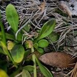 Polygala lutea Hoja