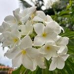 Plumeria pudicaBlomst