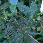 Mimosa pudica Φύλλο