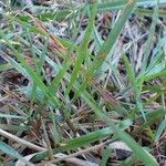 Agrostis stolonifera Habit