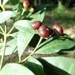 Faramea occidentalis Fruit