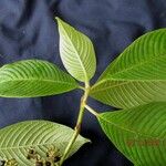 Psychotria mortoniana Leaf