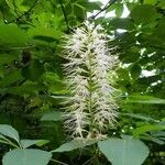 Aesculus parviflora ᱵᱟᱦᱟ