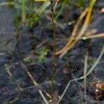 Utricularia minor Hábito