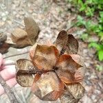 Ungnadia speciosa Fruit