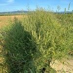 Atriplex littoralis Habitat