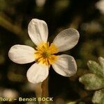 Ranunculus penicillatus Blüte