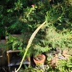 Albuca bracteata फूल