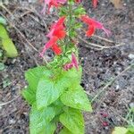 Salvia roemeriana Flor