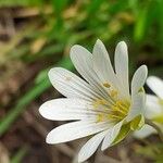 Dichodon cerastoides Flower