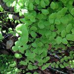 Adiantum jordanii Celota