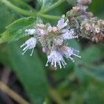 Mentha longifolia Flower