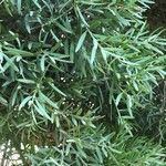 Podocarpus falcatus Natur