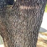 Quercus fusiformis Corteza