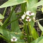 Sagittaria sagittifolia Flor