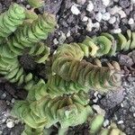 Crassula rupestris List