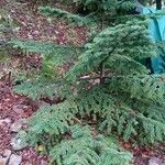 Abies nebrodensis Vivejo