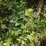 Campanulastrum americanum Feuille