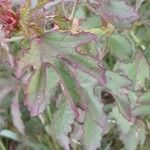 Hibiscus acetosella Feuille