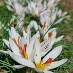 Crocus fleischeri Flor