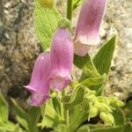 Digitalis thapsi 花