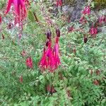 Fuchsia magellanica Floare