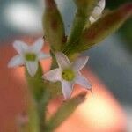 Adromischus cristatus Квітка