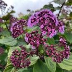 Spiraea japonicaKwiat