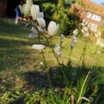 Ixia maculata Habitus