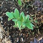 Polygonatum biflorum Leaf