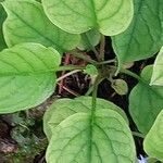 Omphalodes verna Hoja
