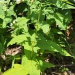 Eupatorium sessilifolium Blad