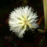 Senegalia multipinnata Квітка
