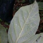 Casearia singularis Leaf