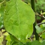 Prunus domestica Leaf