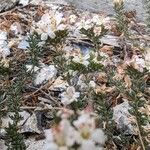 Frankenia corymbosa Flor